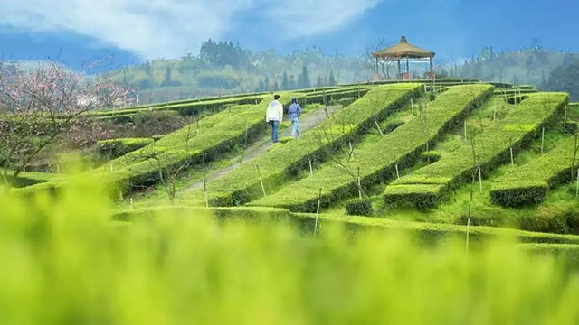 “N人看纳溪”:这群人一起走进茶山,都干了啥?(图20) 18.jpg