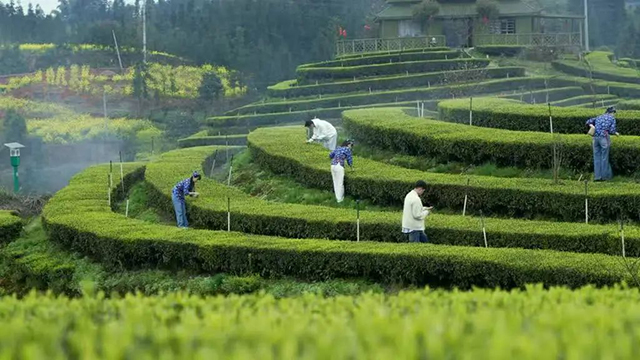 “N人看纳溪”:这群人一起走进茶山,都干了啥?(图19) 17.jpg