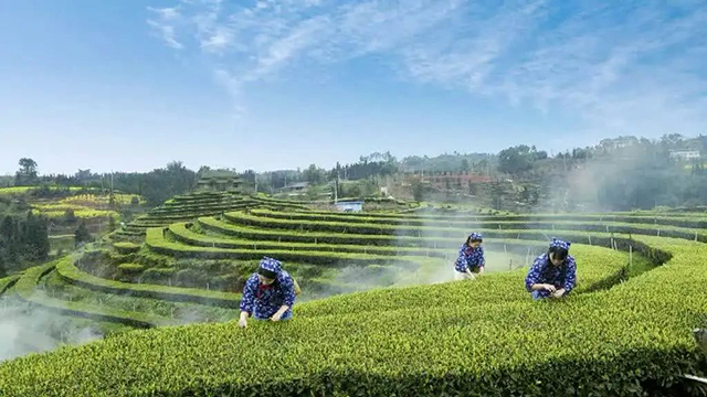 “N人看纳溪”:这群人一起走进茶山,都干了啥?(图21) 19.jpg