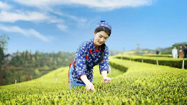 “N人看纳溪”:这群人一起走进茶山,都干了啥?(图23) 21.jpg