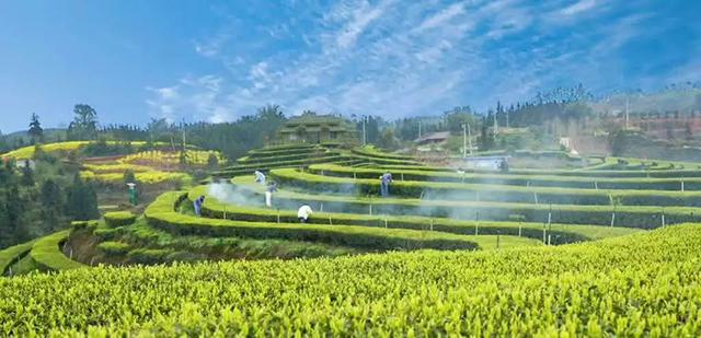 “N人看纳溪”:这群人一起走进茶山,都干了啥?(图22) 20.jpg