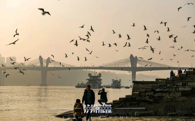 再见红嘴鸥丨春日作别,静候冬日重逢的诗行(图11) 11.jpg