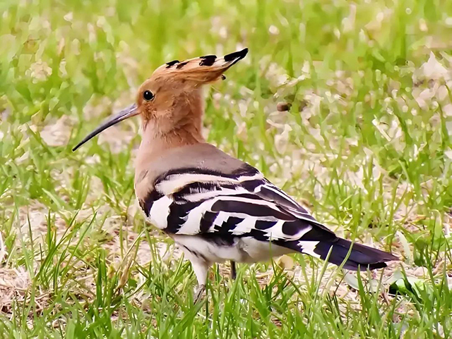 最美四月天，纳溪有“好鸟”