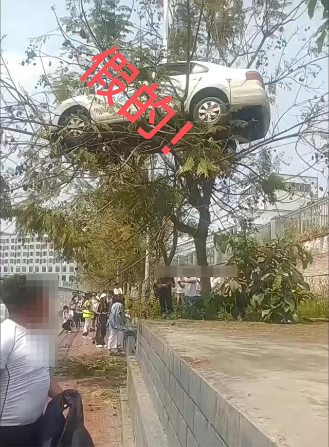 宜宾一驾校为拍视频吸引流量，吊车上树制作虚假信息！相关部门：约谈并要求删除视频