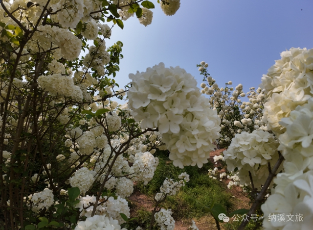 邂逅春“雪”！纳溪丰乐琼花盛放，趁知道的人少赶紧去