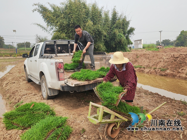 转送秧苗（曾佐然摄).jpg