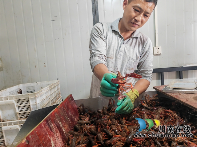 分捡小龙虾（曾佐然摄）.jpg