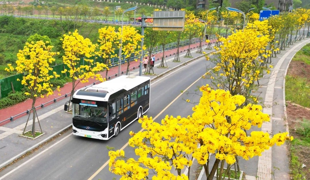 黄花1.jpg
