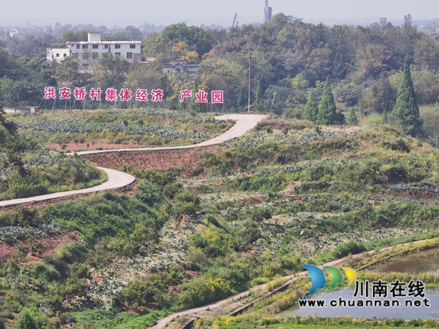 红安桥村集体经济产业园（曾佐然摄）.jpg