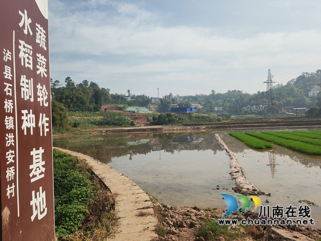 红安桥村水稻制种、蔬菜轮作基地（曾佐然摄）.jpg