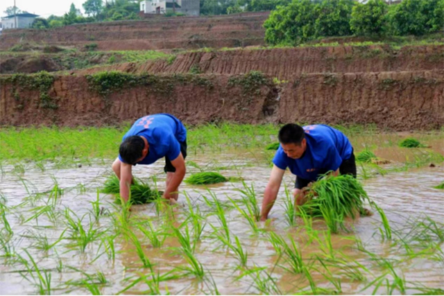 插秧、摸鱼、吃百家宴……本周日，来泸州这里耍