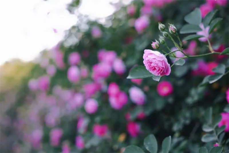蜂蜜浏览器_640.jpg