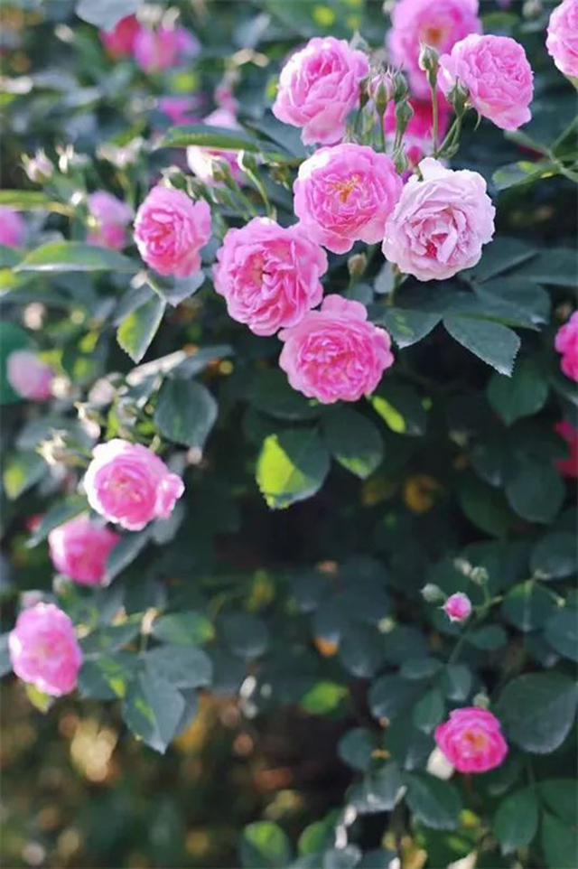 蜂蜜浏览器_640-(1).jpg