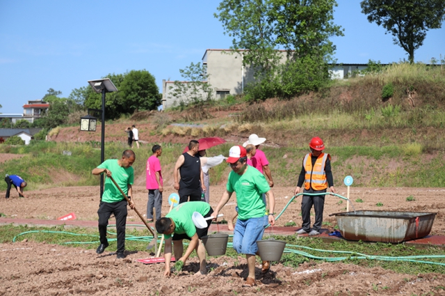 龙马潭区胡市镇:“开秧门”了!(图12) 12.jpg