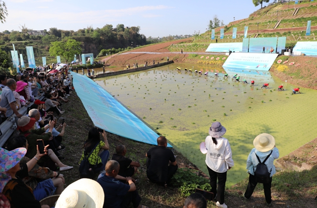 龙马潭区胡市镇:“开秧门”了!(图5) 5.jpg