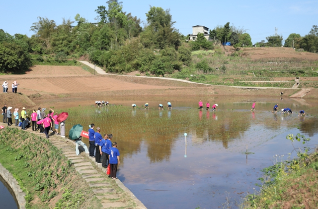 龙马潭区胡市镇:“开秧门”了!(图7) 7.jpg
