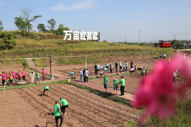 龙马潭区胡市镇:“开秧门”了!(图8) 8.jpg