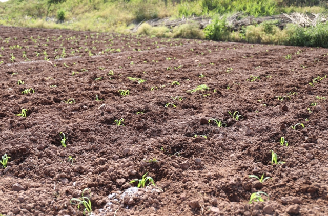 龙马潭区胡市镇:“开秧门”了!(图9) 9.jpg