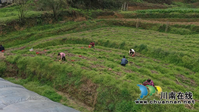 古蔺观文:谷雨采收正当时,赤松茸产业赋能乡村振兴(图4) 4.jpg