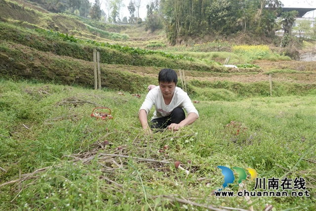 古蔺观文:谷雨采收正当时,赤松茸产业赋能乡村振兴(图3) 3.jpg