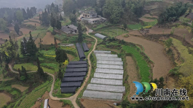 古蔺观文:谷雨采收正当时,赤松茸产业赋能乡村振兴(图6) 6.jpg