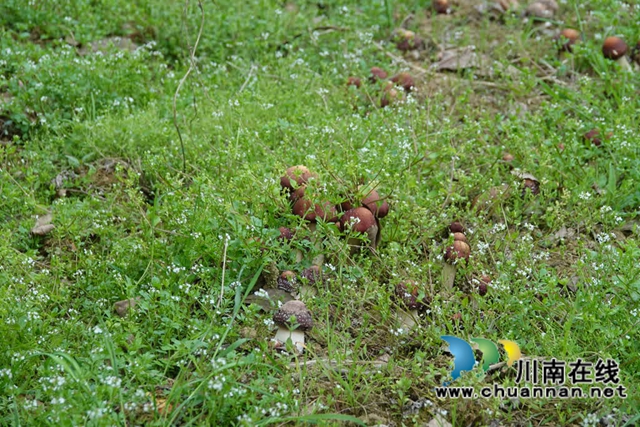 古蔺观文:谷雨采收正当时,赤松茸产业赋能乡村振兴(图5) 5.jpg