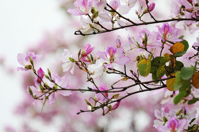龙马潭区这处千米粉色花廊!错过等一年(图3) 3.jpg