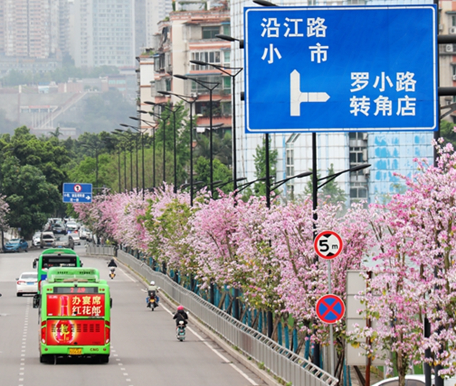 龙马潭区这处千米粉色花廊!错过等一年(图2) 2.jpg