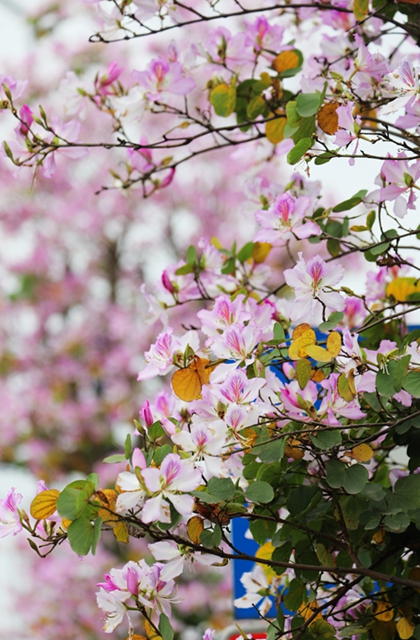 龙马潭区这处千米粉色花廊!错过等一年(图5) 5.jpg