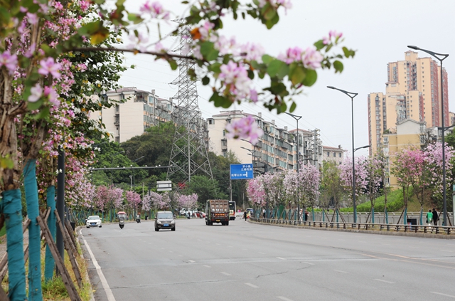 龙马潭区这处千米粉色花廊!错过等一年(图7) 7.jpg