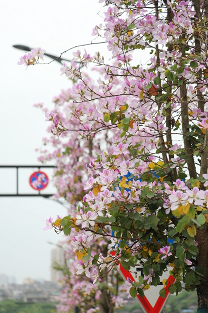龙马潭区这处千米粉色花廊!错过等一年(图9) 9.jpg