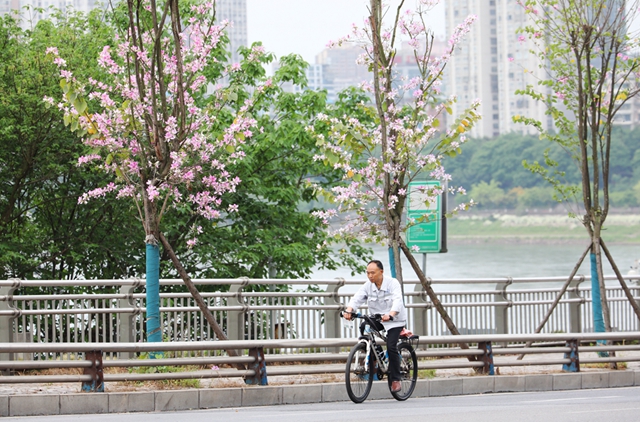 龙马潭区这处千米粉色花廊!错过等一年(图11) 11.jpg