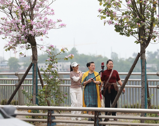 龙马潭区这处千米粉色花廊!错过等一年(图12) 12.jpg