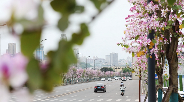 龙马潭区这处千米粉色花廊!错过等一年(图14) 14.jpg
