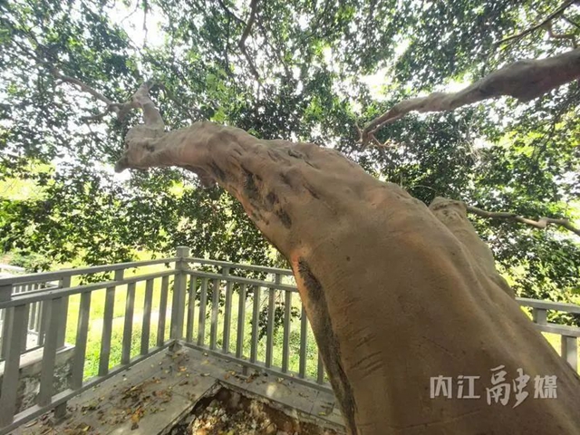 古树4.jpg
