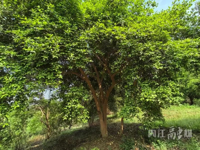 古树5.jpg