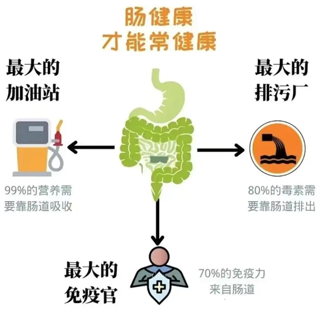 肠1.jpg