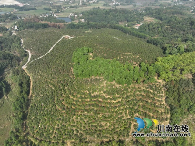 柯伯成建成的千亩油茶基地.jpg