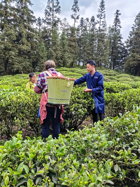 古蔺茶山守艺人吴兴杰:以新阶之智淬炼非遗茶香,用劳模之志激活千年茶脉(图2) 吴2.jpg