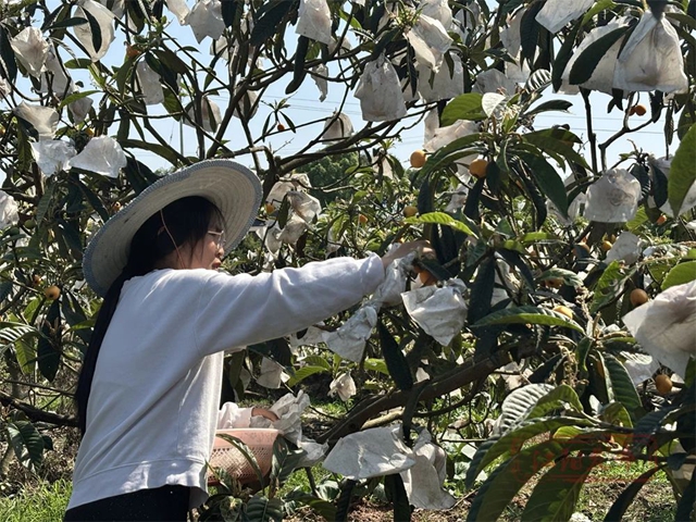 甜~甜~甜!这里枇杷管够→(图2) 2.jpg