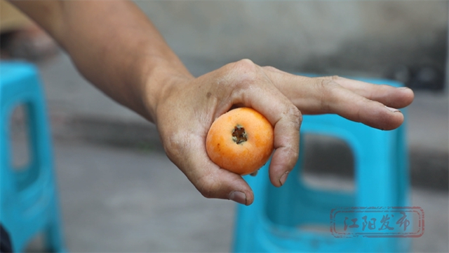 甜~甜~甜!这里枇杷管够→(图4) 4.jpg