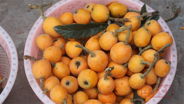 甜~甜~甜!这里枇杷管够→(图5) 5.jpg