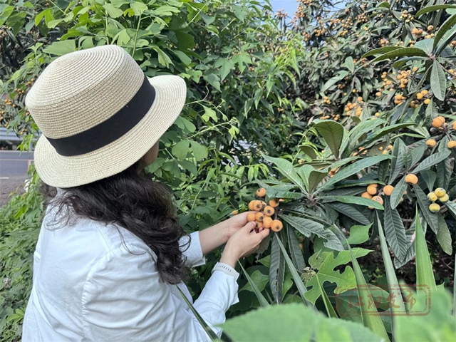 甜~甜~甜!这里枇杷管够→(图6) 6.jpg