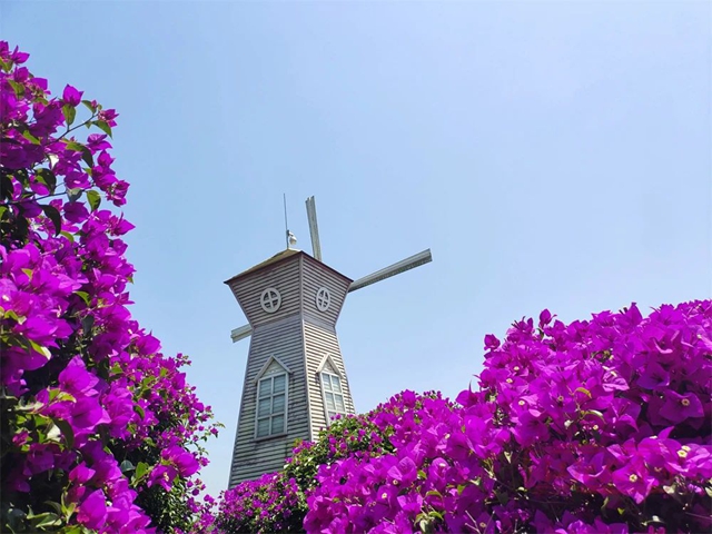 甜~甜~甜!这里枇杷管够→(图9) 9.jpg