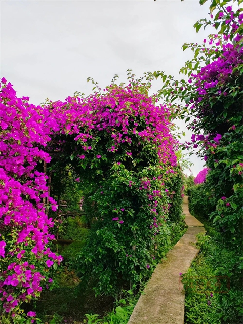 甜~甜~甜!这里枇杷管够→(图10) 10.jpg