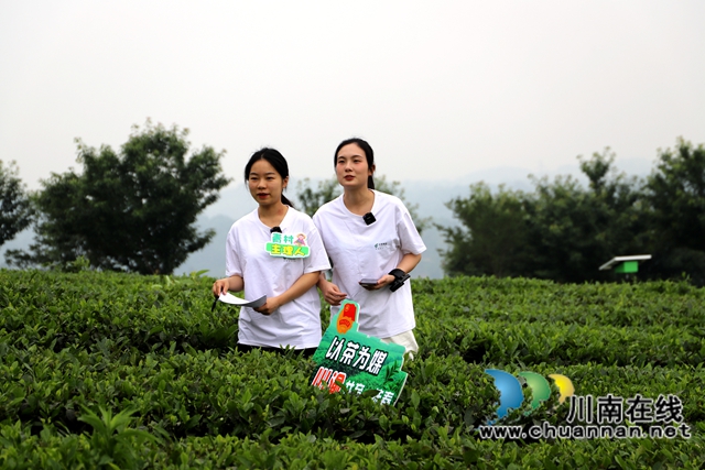 现场直播带茶（陈清摄）.jpg