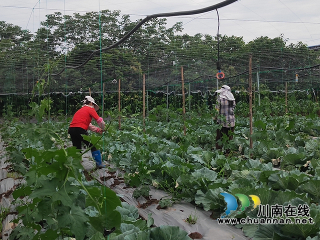 村民在蔬菜基地劳动（曾佐然摄）.jpg
