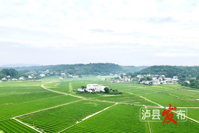 全市唯一！泸县入围2025年全国农业产业融合发展项目名单