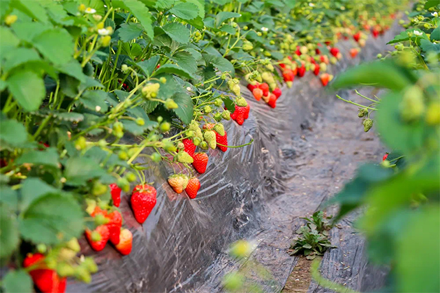水果采摘正当时！坐泸州公交，去摘一篮甜蜜