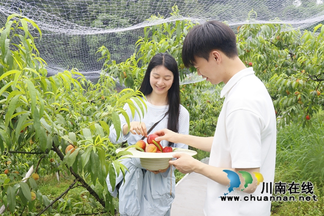 4.尖尖山家庭农场黄桃（罗兴 摄）.JPG